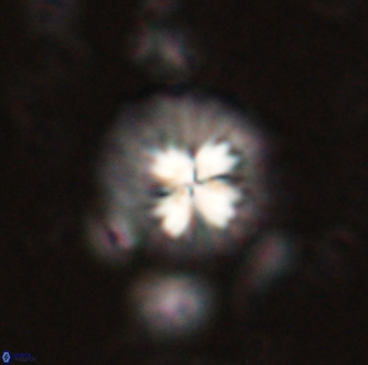 Mulleria bramlettei 53787