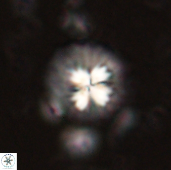 Mulleria bramlettei 53787