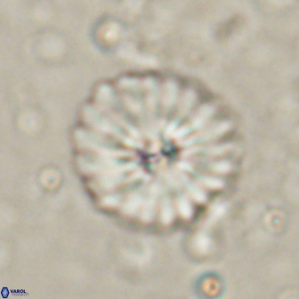 Mulleria bramlettei 53788