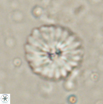 Mulleria bramlettei 53788