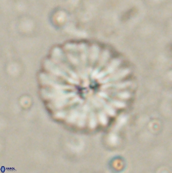 Mulleria bramlettei 53789