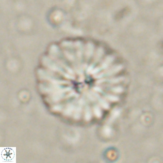 Mulleria bramlettei 53789