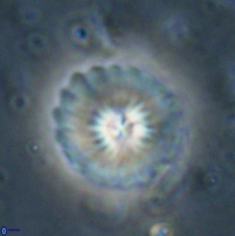 Mulleria bramlettei 53790