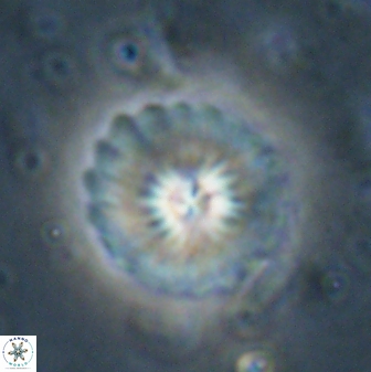 Mulleria bramlettei 53790