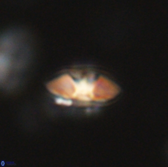 Mulleria bramlettei 65484