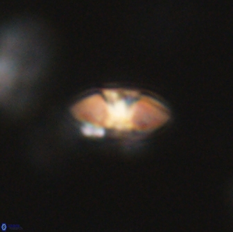 Mulleria bramlettei 65485