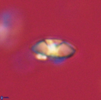 Mulleria bramlettei 65486