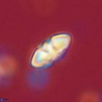 Mulleria bramlettei 65487