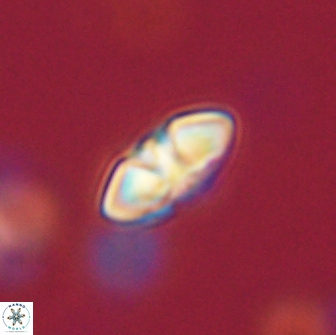 Mulleria bramlettei 65487