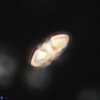 Mulleria bramlettei 65488