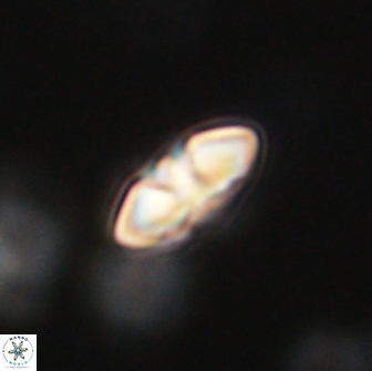 Mulleria bramlettei 65488
