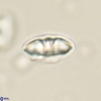 Mulleria bramlettei 65489