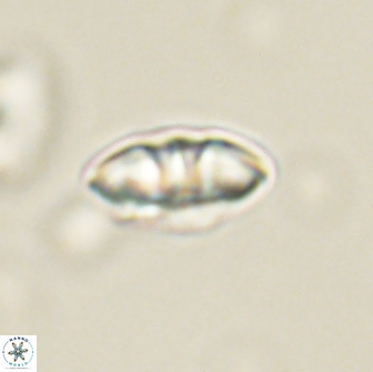 Mulleria bramlettei 65489