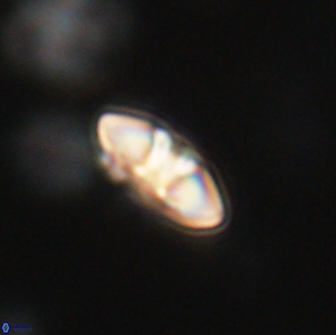 Mulleria bramlettei 65481