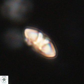 Mulleria bramlettei 65481