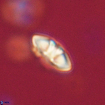 Mulleria bramlettei 65482