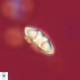Mulleria bramlettei 65482