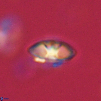 Mulleria bramlettei 65483