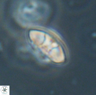 Mulleria bramlettei 65494