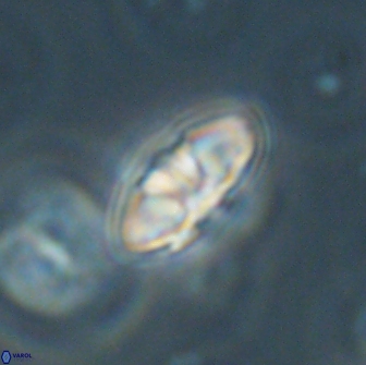 Mulleria bramlettei 65495