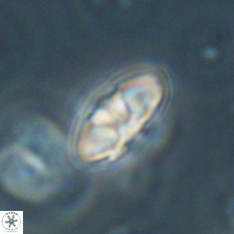 Mulleria bramlettei 65495