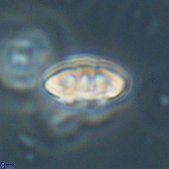 Mulleria bramlettei 65496