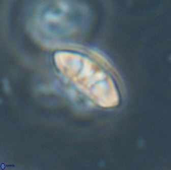 Mulleria bramlettei 65497