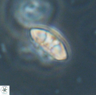Mulleria bramlettei 65497