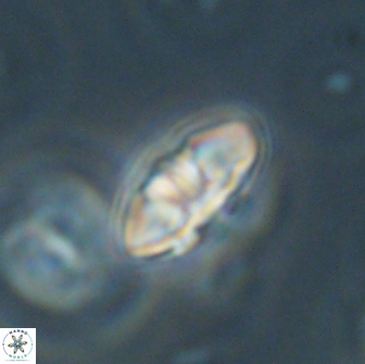 Mulleria bramlettei 65498