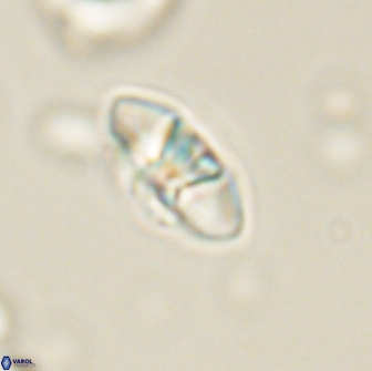 Mulleria bramlettei 65490