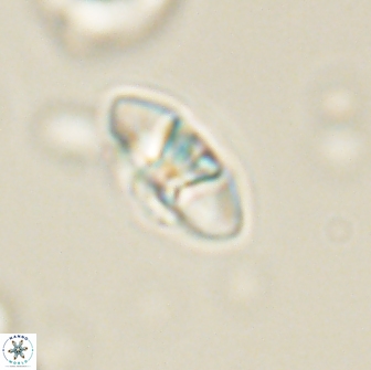 Mulleria bramlettei 65490