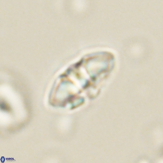 Mulleria bramlettei 65491