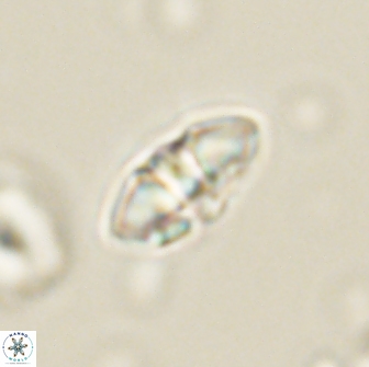 Mulleria bramlettei 65491