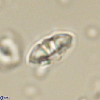 Mulleria bramlettei 65492