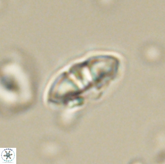 Mulleria bramlettei 65492
