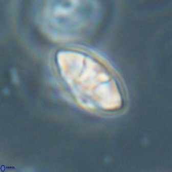 Mulleria bramlettei 65493