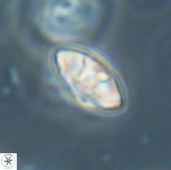 Mulleria bramlettei 65493