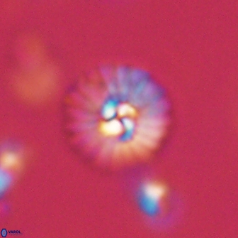 Mulleria bramlettei 65504