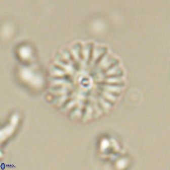 Mulleria bramlettei 65506