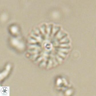 Mulleria bramlettei 65506