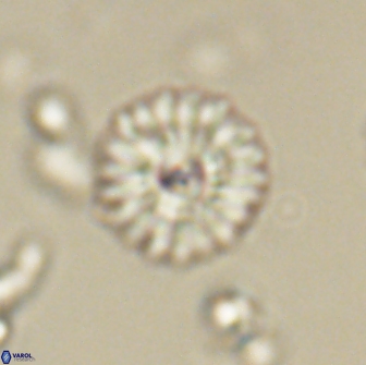 Mulleria bramlettei 65507