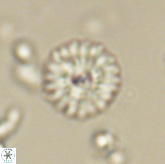 Mulleria bramlettei 65507
