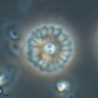 Mulleria bramlettei 65508