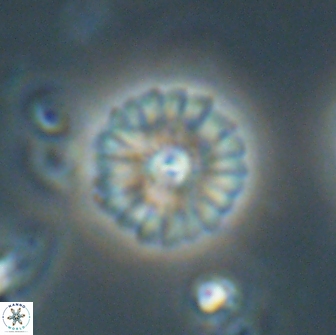 Mulleria bramlettei 65508
