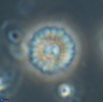 Mulleria bramlettei 65509