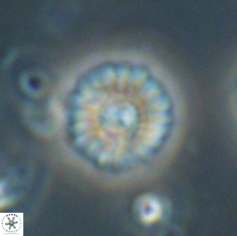 Mulleria bramlettei 65509