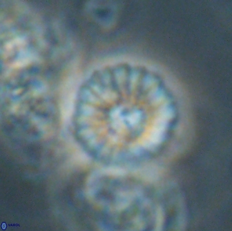 Mulleria bramlettei 65500