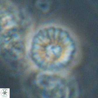 Mulleria bramlettei 65500