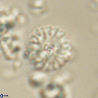 Mulleria bramlettei 65501