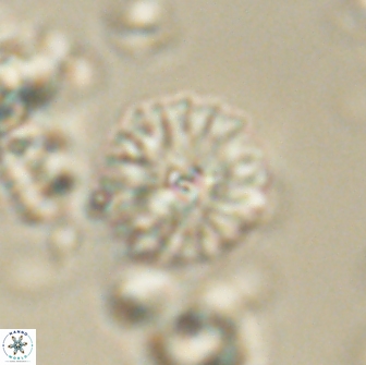 Mulleria bramlettei 65501